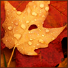 Autumn3
