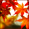 Autumn4