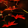 Autumn5