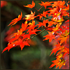 Autumn6