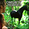 Omgwtfhorse