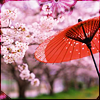 Cherryblossomparasol