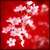 Redblossoms